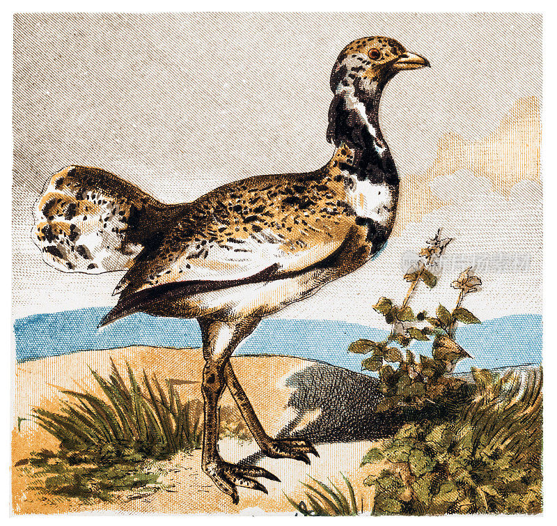 大鸨(Otis tarda)是一种鸟在鸨科，唯一的成员Otis属